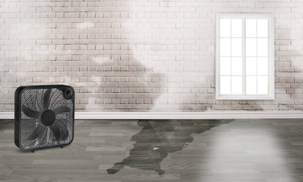 Best Professional water damage repair  in El Jebel, CO
